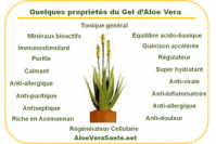 Aloe vera ses proprietes ses benefices aloeverasante en usage interne anti inflammatoire antiseptique hemostatique antalgique apaisant immunisant antib